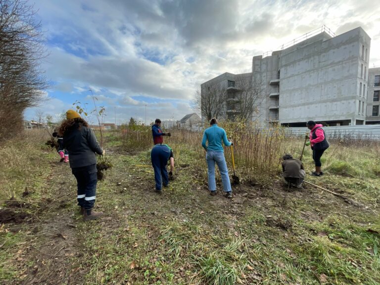 Plantation d'arbustes