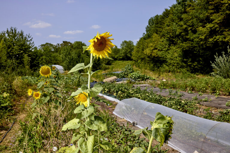 MICRO -FERME DES TREFLES DE VENI VERDI , SEVRAN  Atelier jardinage le 25 juillet 2026